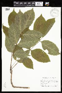 Fraxinus nigra image