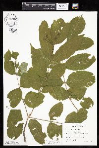 Fraxinus nigra image