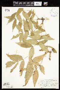 Fraxinus nigra image