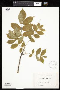 Fraxinus nigra image