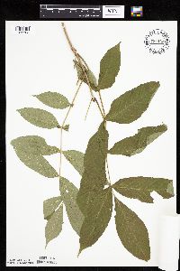 Fraxinus nigra image