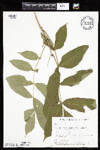 Fraxinus nigra image