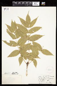 Fraxinus nigra image