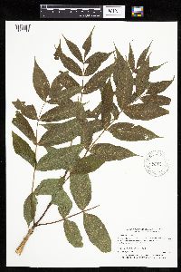 Fraxinus nigra image