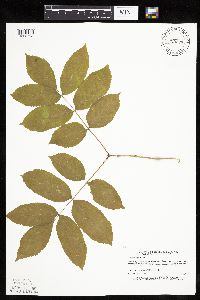 Fraxinus nigra image