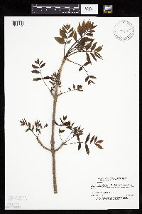 Fraxinus nigra image