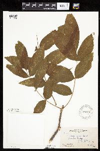 Fraxinus nigra image