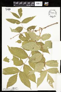 Fraxinus nigra image