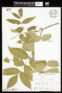 Fraxinus nigra image