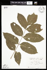 Fraxinus nigra image