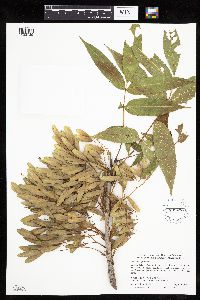 Fraxinus nigra image