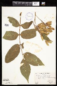 Fraxinus nigra image