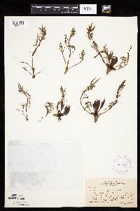 Fraxinus nigra image