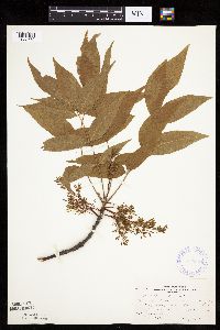 thumbnail image of current specimen