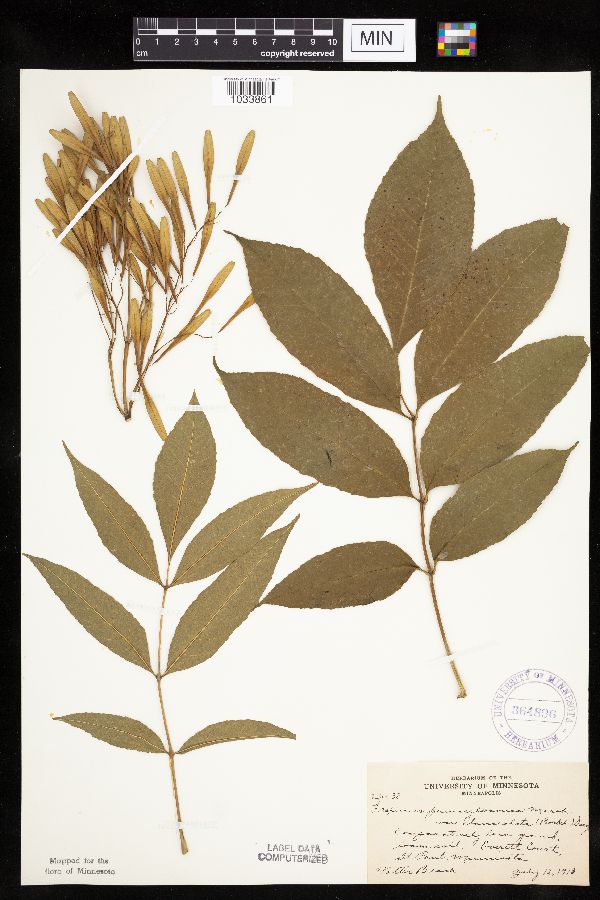 Fraxinus pennsylvanica image