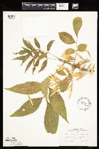 Thumbnail image of current specimen