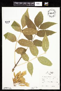 thumbnail image of current specimen