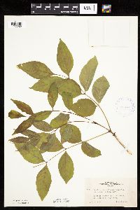 Thumbnail image of current specimen