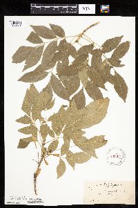 thumbnail image of current specimen