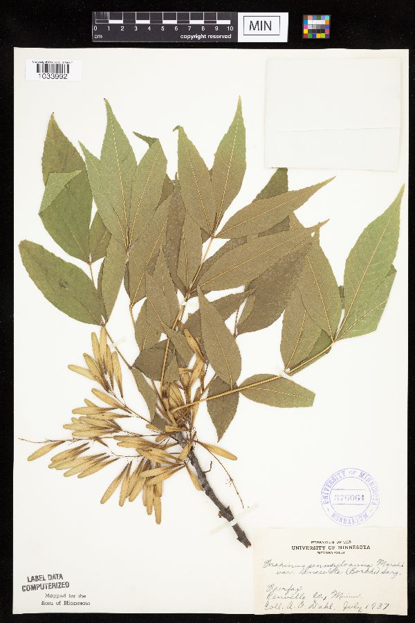 Fraxinus image