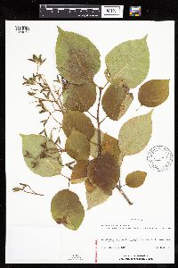 Media resource of Syringa reticulata