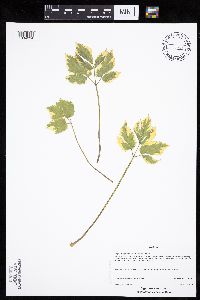 Aegopodium podagraria image