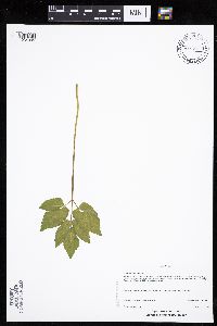 Aegopodium podagraria image