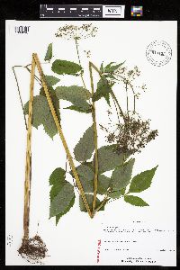 Aegopodium podagraria image
