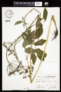 Aegopodium podagraria image