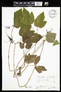 Aegopodium podagraria image
