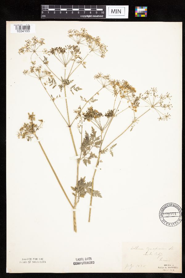 Aethusa cynapium image