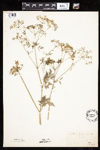 Image of Aethusa cynapium