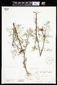 Anethum graveolens image