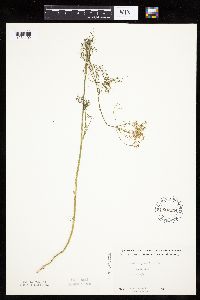 Anethum graveolens image