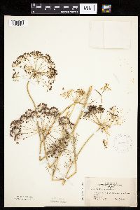 Anethum graveolens image