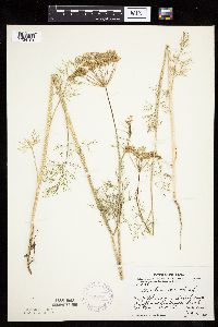 Image of Anethum graveolens