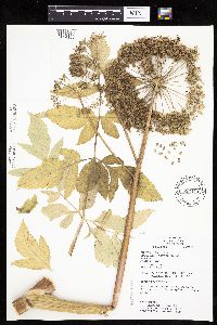 Angelica atropurpurea image