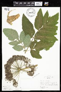 Angelica atropurpurea image
