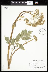 Angelica atropurpurea image