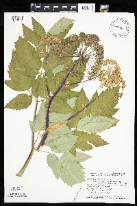 Angelica atropurpurea image