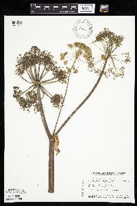 Angelica atropurpurea image