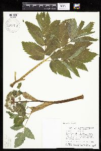 Angelica atropurpurea image