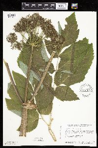 Angelica atropurpurea image