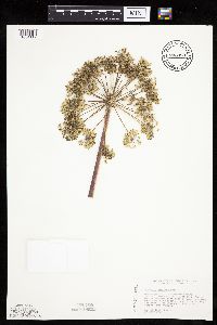 Angelica atropurpurea image