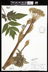Angelica atropurpurea image