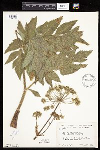 Angelica atropurpurea image