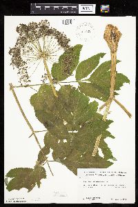 Angelica atropurpurea image