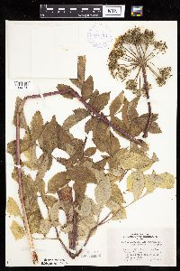 Angelica atropurpurea image