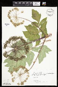 Angelica atropurpurea image