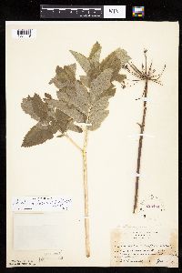 Angelica atropurpurea image